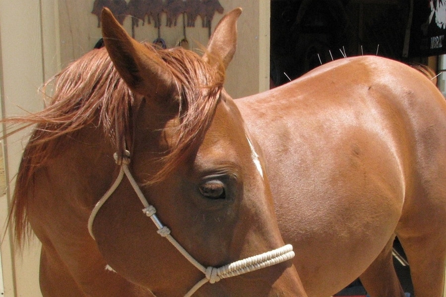 acupuncture for horses