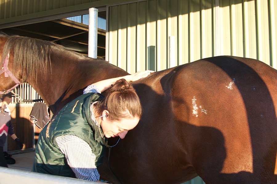 emergency horse vet services