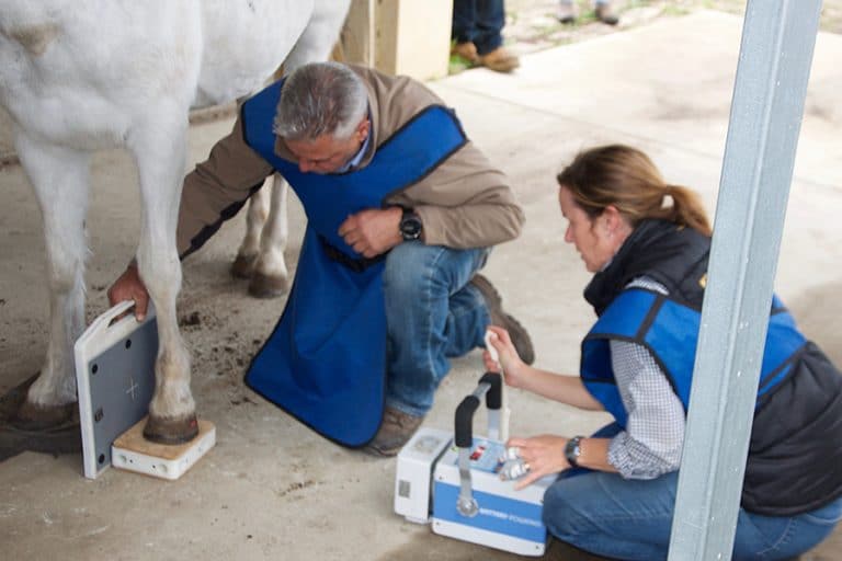 Equine Radiology | Horse XRays Perth | Oldbury Equine Clinic