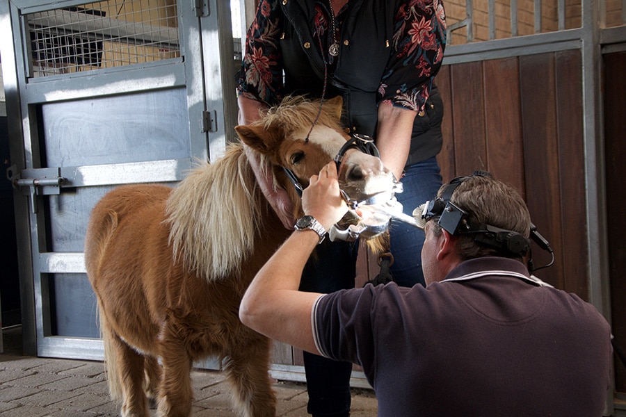 horse dental clinic