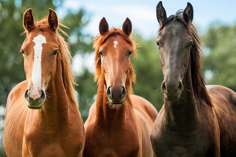 oldbury equine veterinary clinic