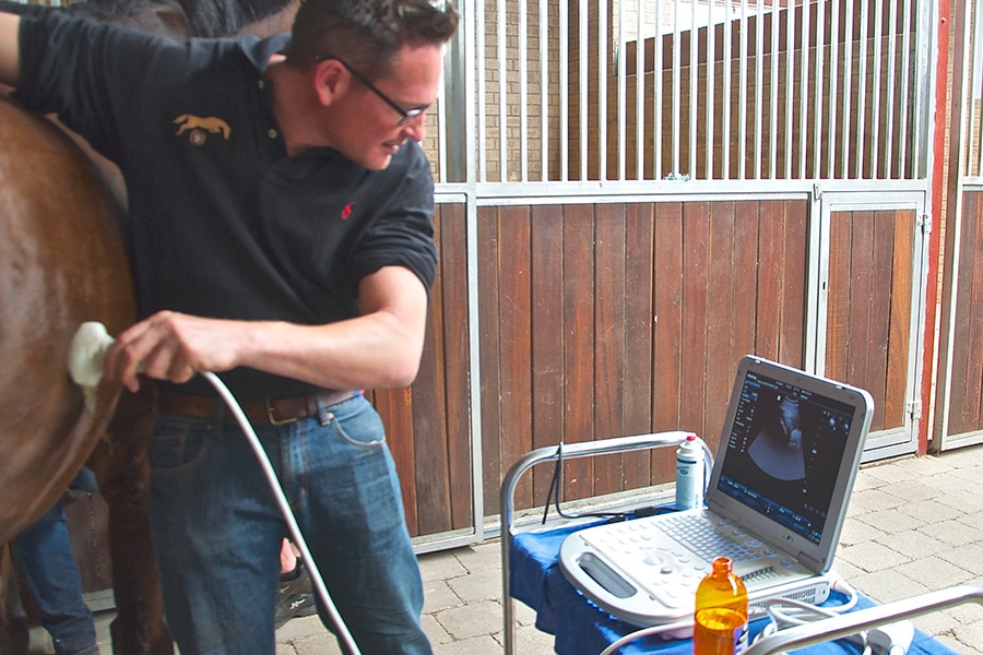 state of the art equine ultrasound