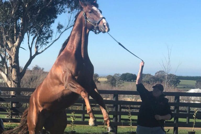 Horse Castration Equine Castration Vet Perth Oldbury Equine Clinic